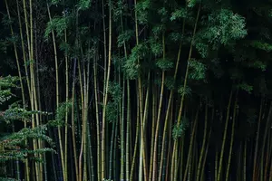 Voyage moto en Auvergne : La Bambouseraie d'Anduze