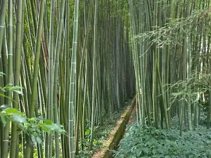 Causses et Cévènnes